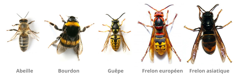 Abeille, Bourdon, Guêpe, Frelon européen, Frelon asiatique